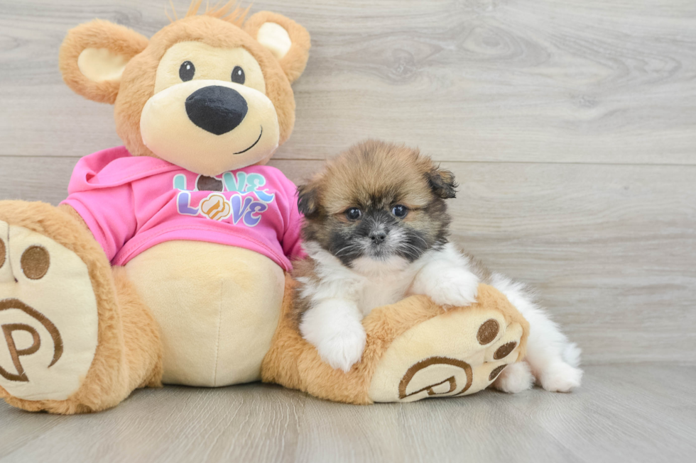 Funny Shih Pom Designer Pup