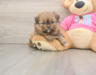 5 week old Shih Pom Puppy For Sale - Seaside Pups