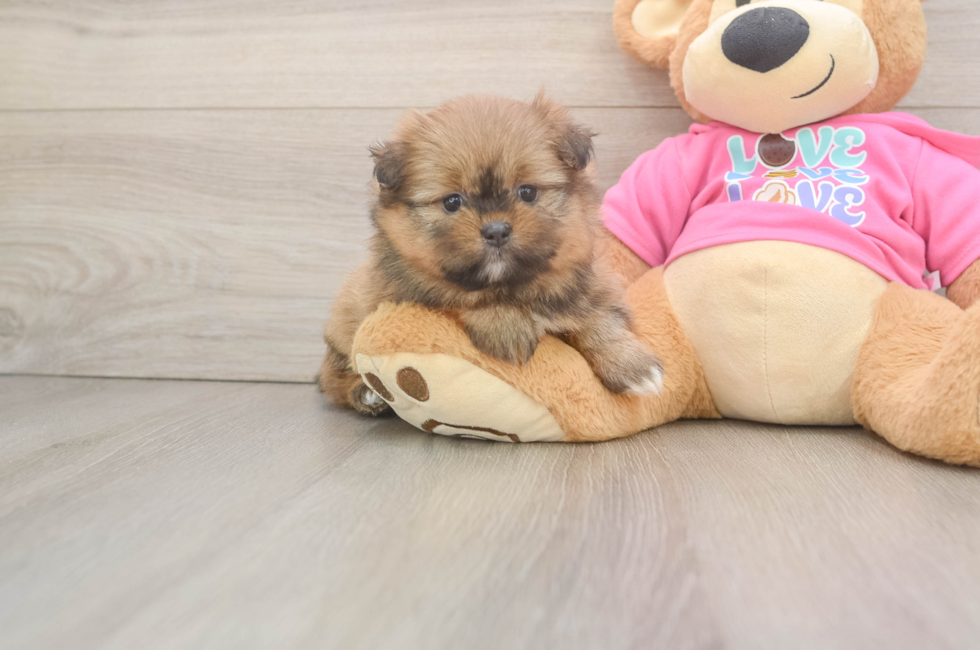 5 week old Shih Pom Puppy For Sale - Seaside Pups