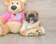 5 week old Shih Pom Puppy For Sale - Seaside Pups