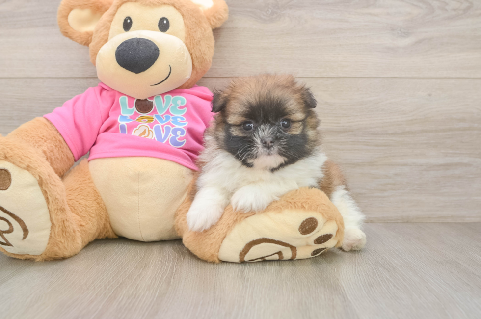 5 week old Shih Pom Puppy For Sale - Seaside Pups