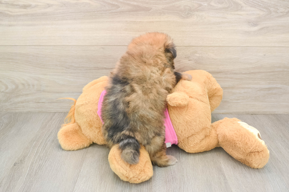 Friendly Shih Pom Baby
