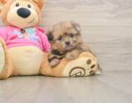 6 week old Shih Pom Puppy For Sale - Seaside Pups