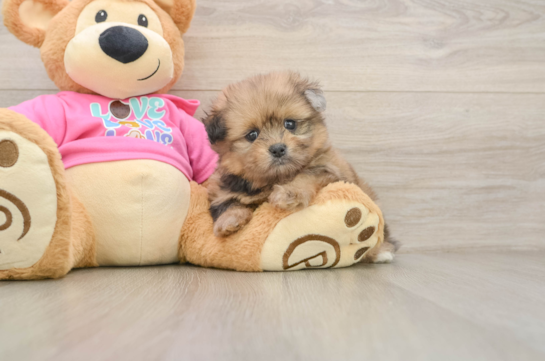 Sweet Shih Pom Baby