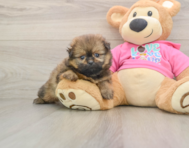 6 week old Shih Pom Puppy For Sale - Seaside Pups