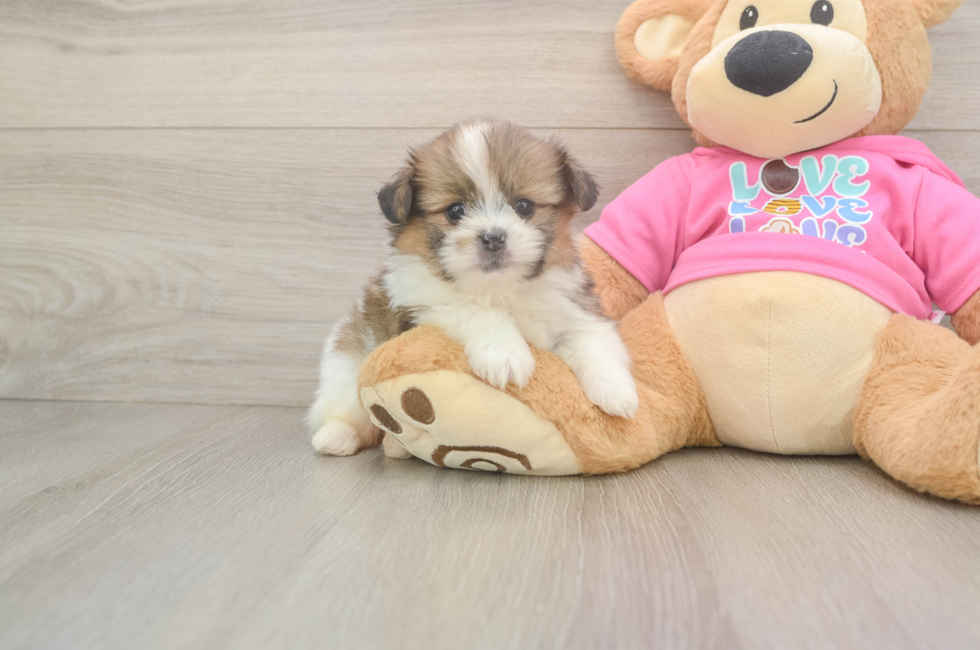5 week old Shih Pom Puppy For Sale - Seaside Pups