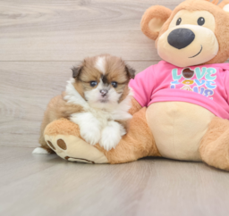 5 week old Shih Pom Puppy For Sale - Seaside Pups