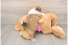 Shih Pom Pup Being Cute