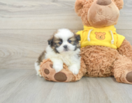 6 week old Shih Pom Puppy For Sale - Seaside Pups