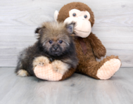 13 week old Shih Pom Puppy For Sale - Seaside Pups