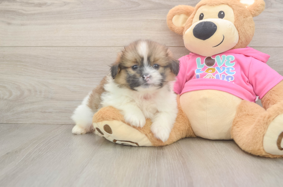 5 week old Shih Pom Puppy For Sale - Seaside Pups