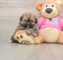 5 week old Shih Pom Puppy For Sale - Seaside Pups