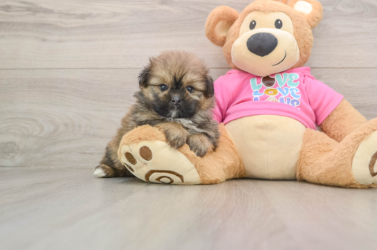 Best Shih Pom Baby