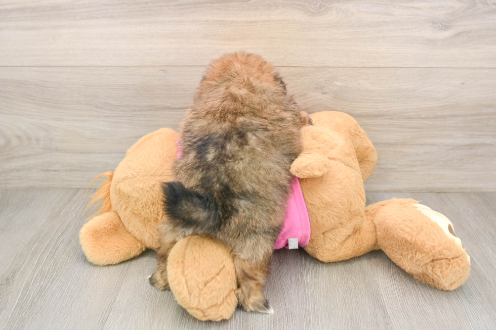Energetic Pom Tzu Designer Puppy