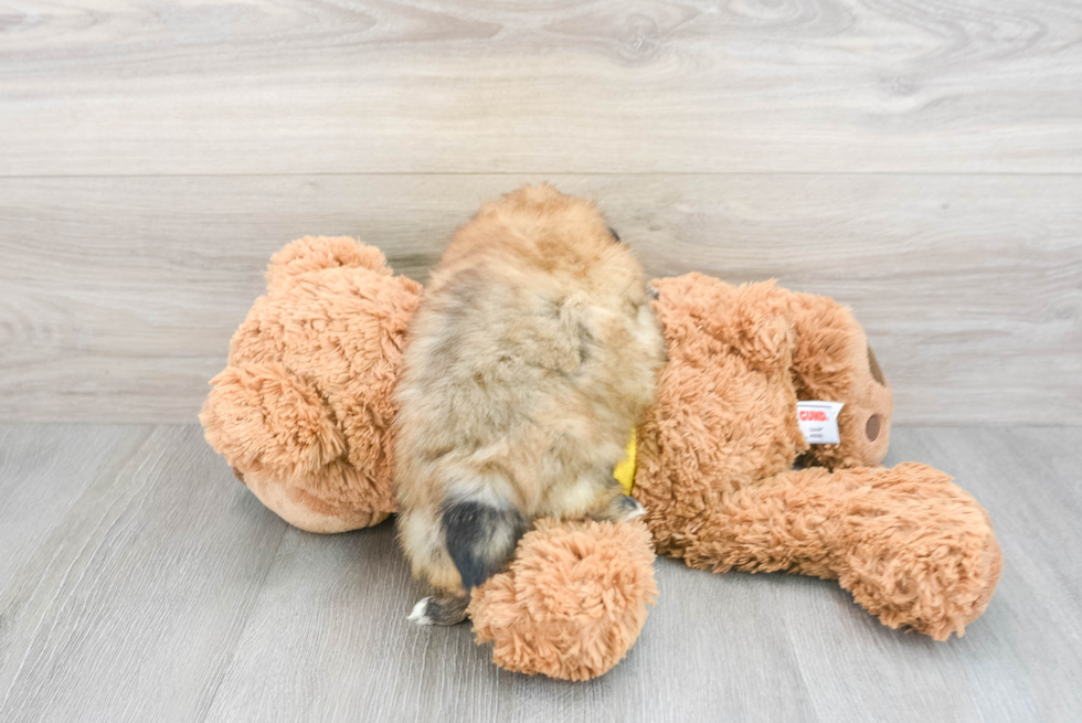 Adorable Pomshi Designer Puppy