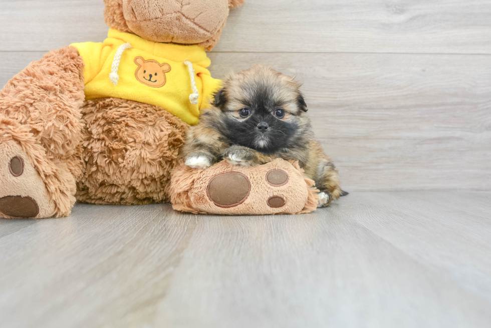 Friendly Shih Pom Baby