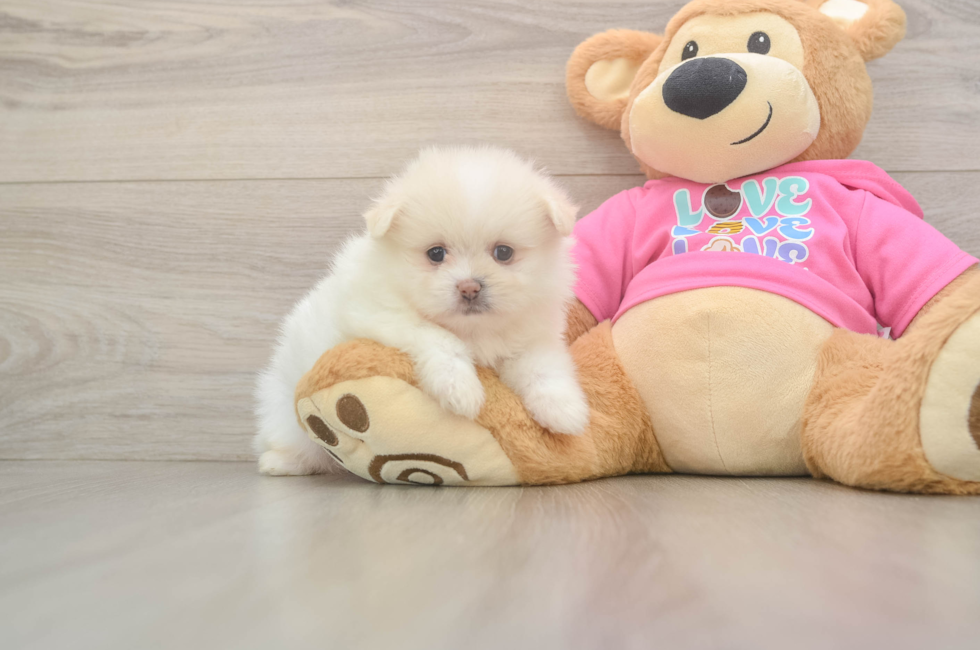 5 week old Shih Pom Puppy For Sale - Seaside Pups