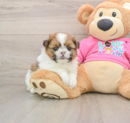 5 week old Shih Pom Puppy For Sale - Seaside Pups