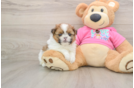 Cute Shih Pom Baby