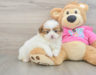 5 week old Shih Pom Puppy For Sale - Seaside Pups