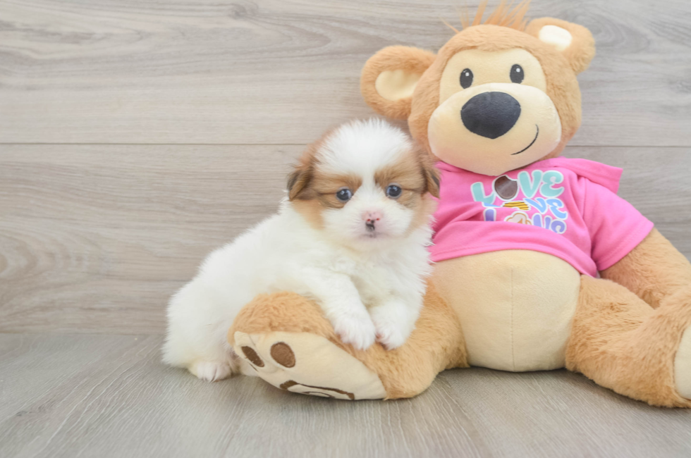 5 week old Shih Pom Puppy For Sale - Seaside Pups
