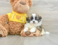 6 week old Shih Pom Puppy For Sale - Seaside Pups