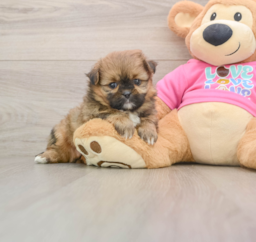 5 week old Shih Pom Puppy For Sale - Seaside Pups