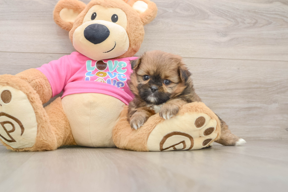 Best Shih Pom Baby