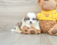 8 week old Shih Pom Puppy For Sale - Seaside Pups