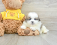 6 week old Shih Pom Puppy For Sale - Seaside Pups