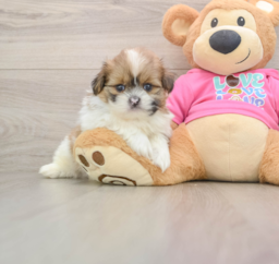 5 week old Shih Pom Puppy For Sale - Seaside Pups