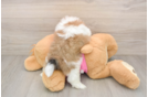 Best Shih Pom Baby