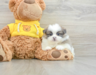 6 week old Shih Pom Puppy For Sale - Seaside Pups