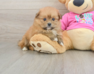 5 week old Shih Pom Puppy For Sale - Seaside Pups