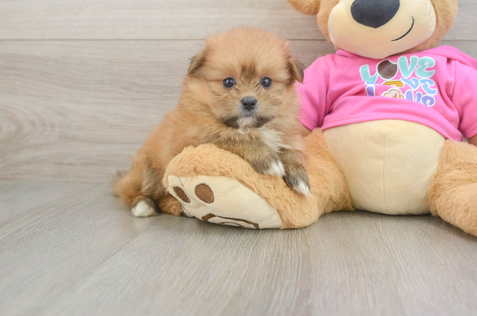5 week old Shih Pom Puppy For Sale - Seaside Pups