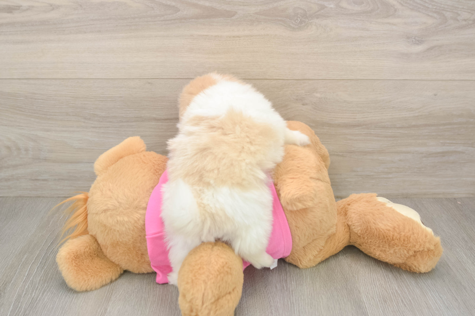 Fluffy Shih Pom Designer Pup