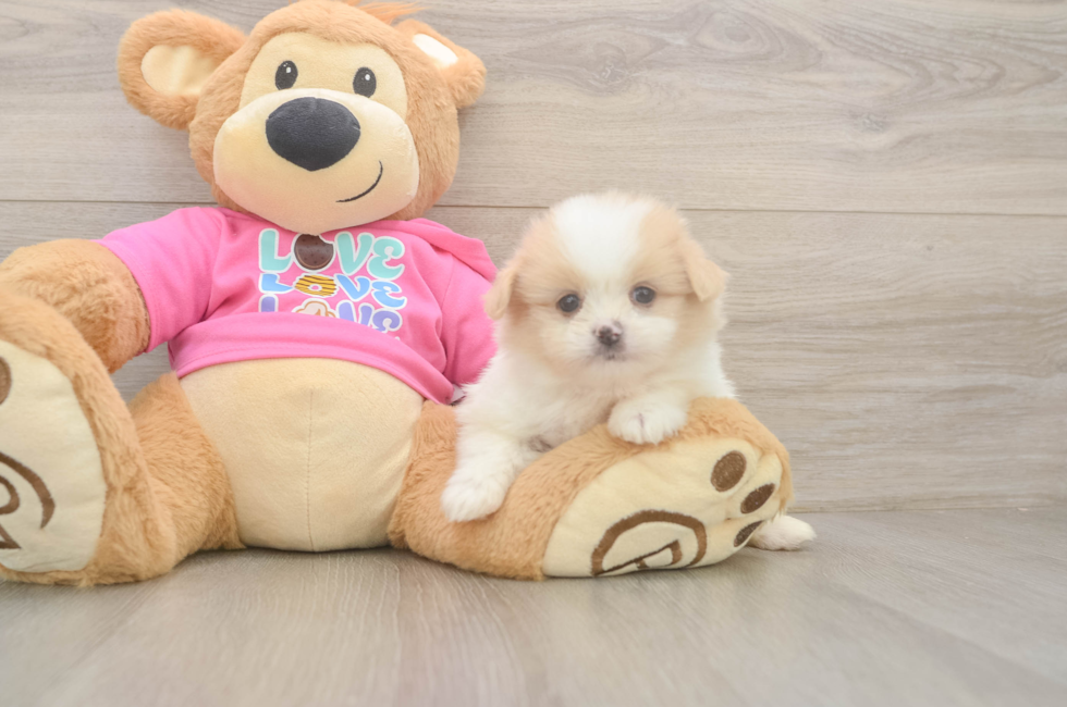 5 week old Shih Pom Puppy For Sale - Seaside Pups