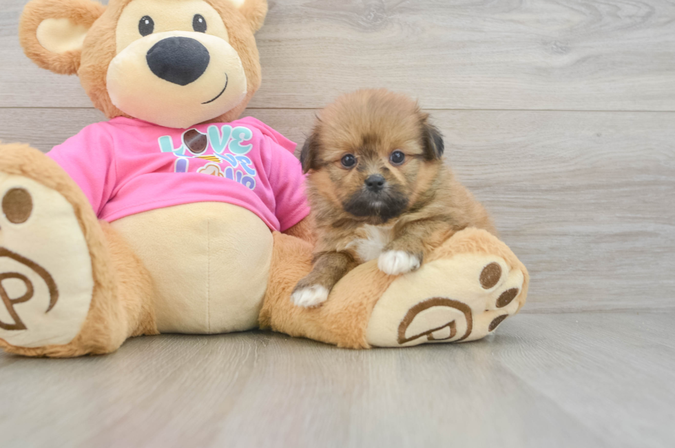 5 week old Shih Pom Puppy For Sale - Seaside Pups