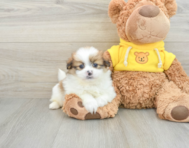 8 week old Shih Pom Puppy For Sale - Seaside Pups