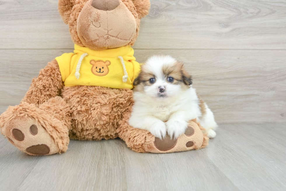 Cute Shih Pom Baby