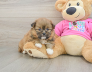 5 week old Shih Pom Puppy For Sale - Seaside Pups