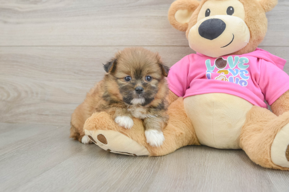5 week old Shih Pom Puppy For Sale - Seaside Pups
