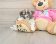 5 week old Shih Pom Puppy For Sale - Seaside Pups