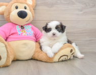 5 week old Shih Pom Puppy For Sale - Seaside Pups