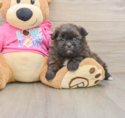 5 week old Shih Pom Puppy For Sale - Seaside Pups