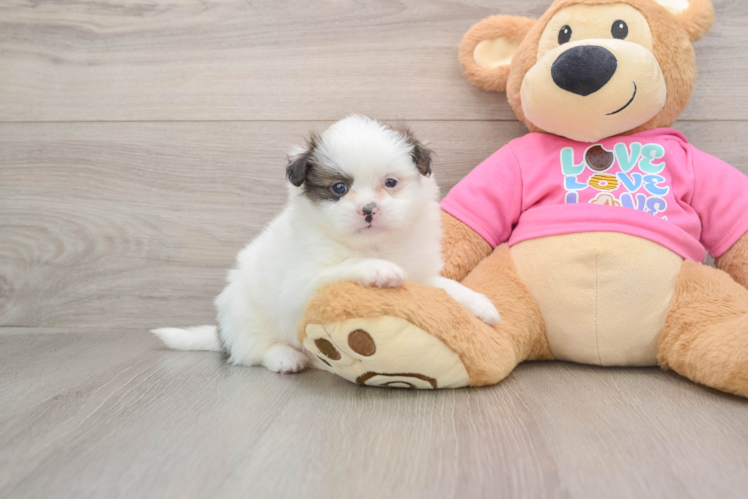 Friendly Shih Pom Baby