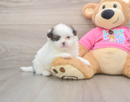 5 week old Shih Pom Puppy For Sale - Seaside Pups