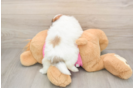 Hypoallergenic Pomeranian Shih Tzu Mix Designer Puppy