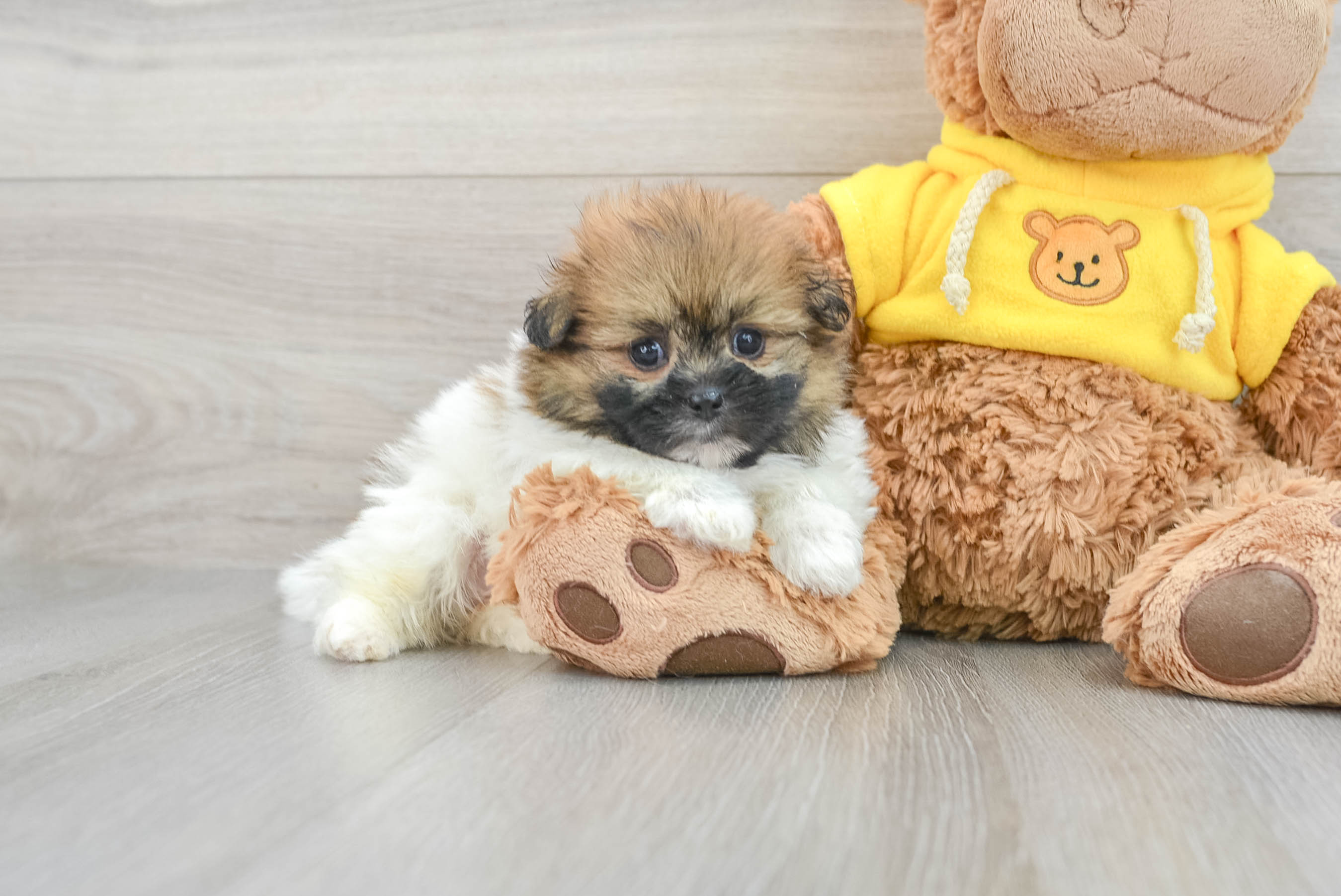 Cute Shih Pom Latte: 2lb 4oz Designer Puppy
