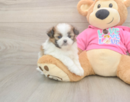 5 week old Shih Pom Puppy For Sale - Seaside Pups